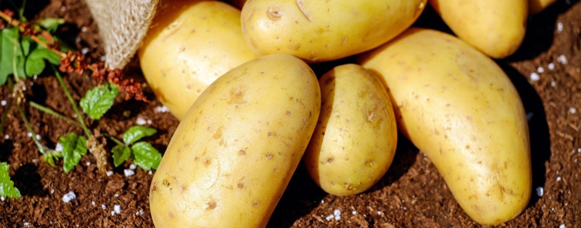 Как посадить картошку без вспашки и вскапывания участка